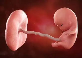 Lee más sobre el artículo Semana 10 de embarazo: ¡Ya es oficialmente un feto!