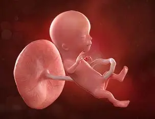 Lee más sobre el artículo Semana 13 de embarazo: ¡Bienvenida al segundo trimestre!