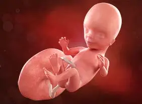 Lee más sobre el artículo Semana 14 de embarazo: El bebé empieza a hacer muecas