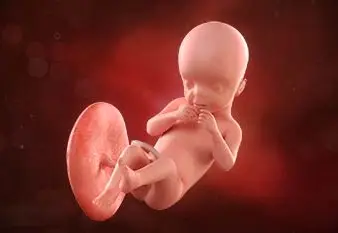 Lee más sobre el artículo Semana 21 de embarazo: ¡Empieza a tragar líquido amniótico!