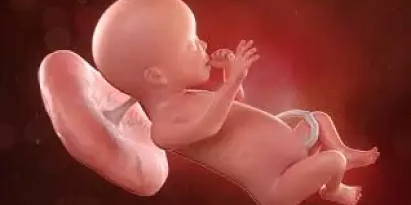 Semana 23 de embarazo: ¡Empieza a engordar!