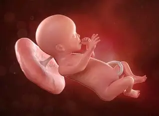 Lee más sobre el artículo Semana 23 de embarazo: ¡Empieza a engordar!