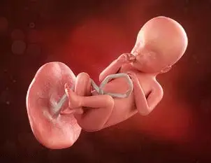 Lee más sobre el artículo Semana 25 de embarazo: ¡Ya abre y cierra los ojos!