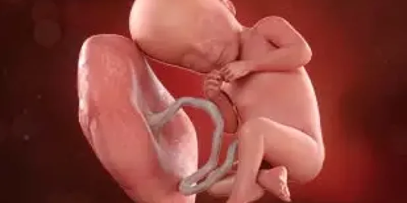 Semana 27 de embarazo: ¡Última semana del segundo trimestre!