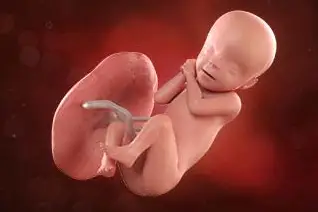 Lee más sobre el artículo Semana 30 de embarazo: ¡Ya regula su temperatura!