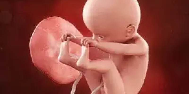 Semana 33 de embarazo: ¡Sus huesos se endurecen!