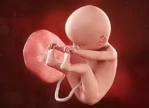 Lee más sobre el artículo Semana 33 de embarazo: ¡Sus huesos se endurecen!