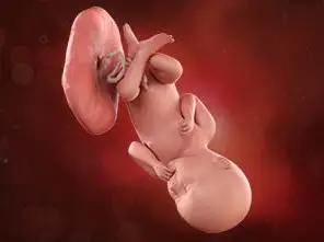 Lee más sobre el artículo Semana 36 de embarazo: El arte de esperar