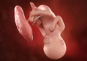 En este momento estás viendo Semana 37 de embarazo: Embarazo a término