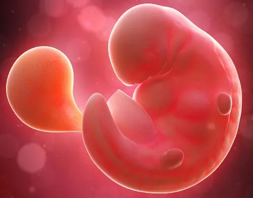 Lee más sobre el artículo Semana 6 de embarazo: Primeros cambios visibles