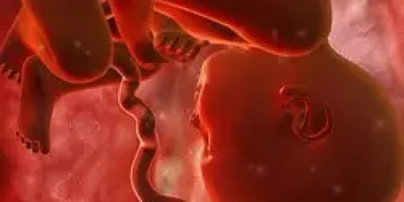 Semana 35 de embarazo: ¡Ya ocupa casi todo el útero!